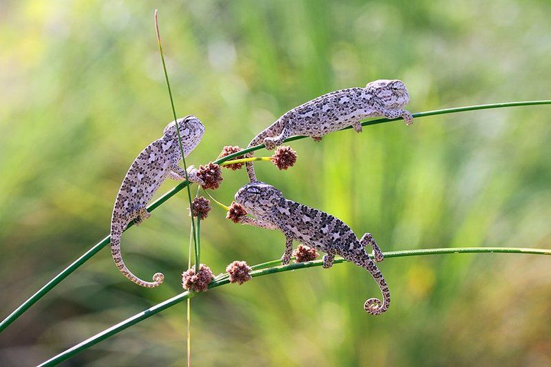 nature,animals,reptile,canon,chameleon,cute baby chameleonsphoto preview