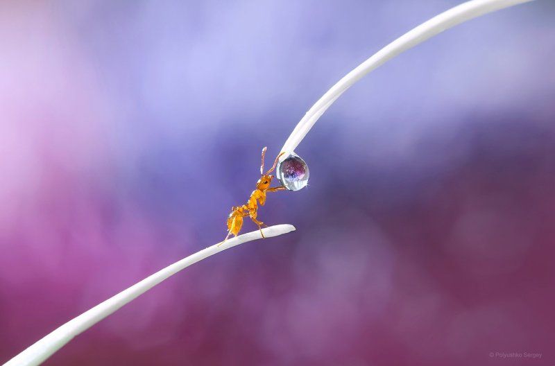 Капля, Макро, Муравей ***photo preview