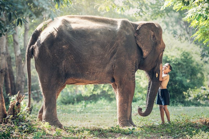 africa, animal, asian, attachment, ayutthaya, beast, big, black, boy, bright, cambodia, canny, child, clasp, close, conservation, drag, elephant, endangered, friend, friendship, heavy, herbivore, hug, huge, innocent, intelligent, jungle, laos, large, life Friendship between children with elephantphoto preview