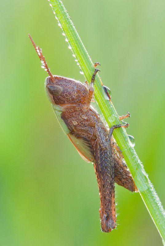 Кобылкаphoto preview