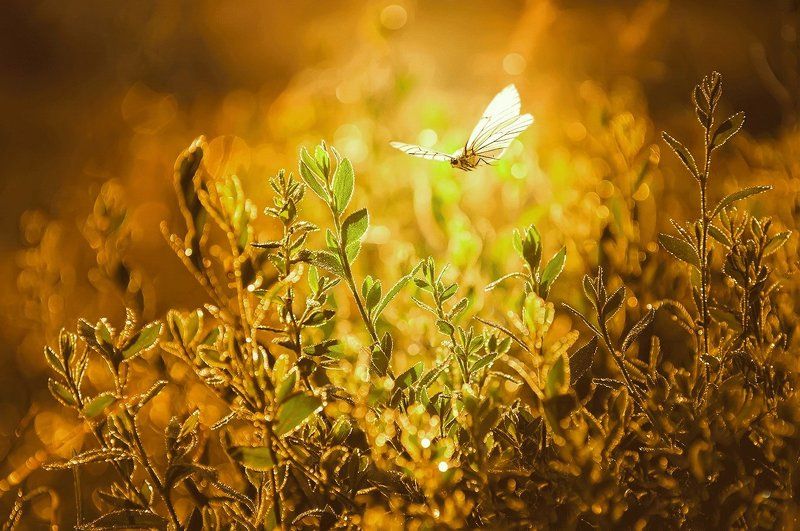 Бабочка и закат фото превью