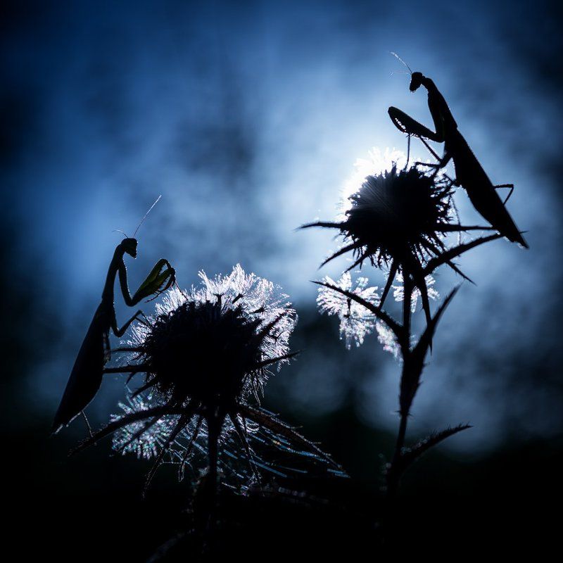 богомол Ночь на двоихphoto preview