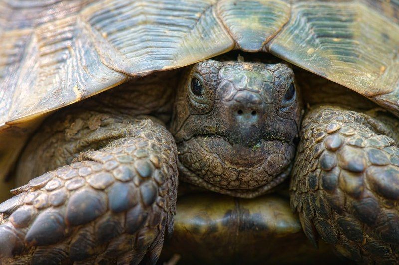 черепаха, природа, россия, дагестан, рептилии, wildlife, nature, reptile, testudo, turtle, testudo graeca, russia Хранители времениphoto preview