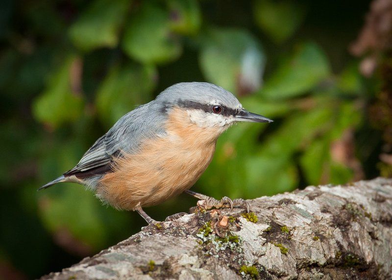 Поползеньphoto preview