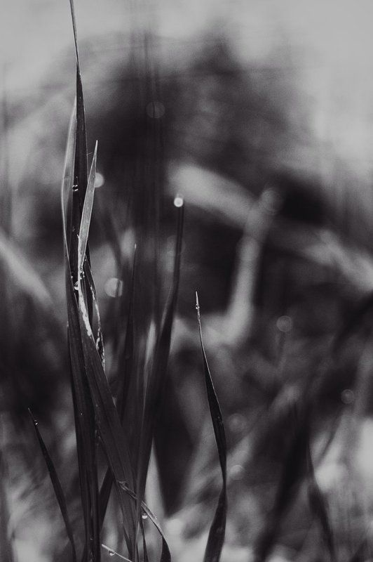 линии, пятна, травы, абстракция ***photo preview