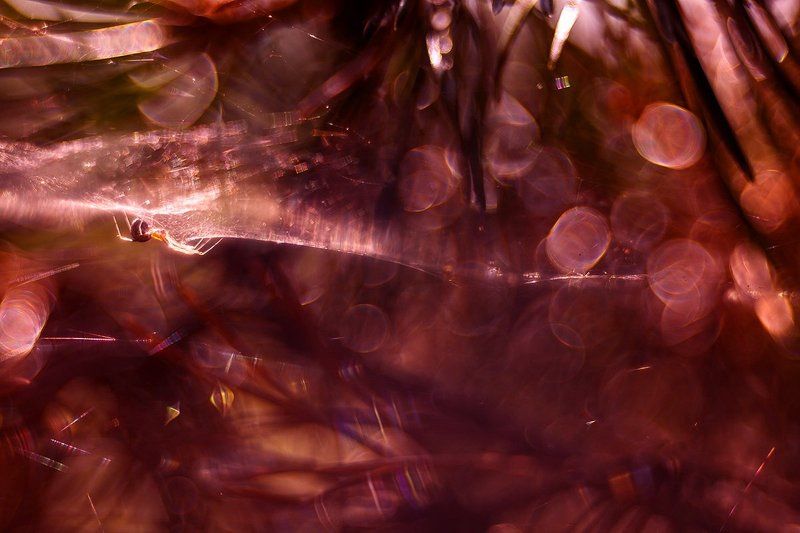 Паук паучковаяphoto preview