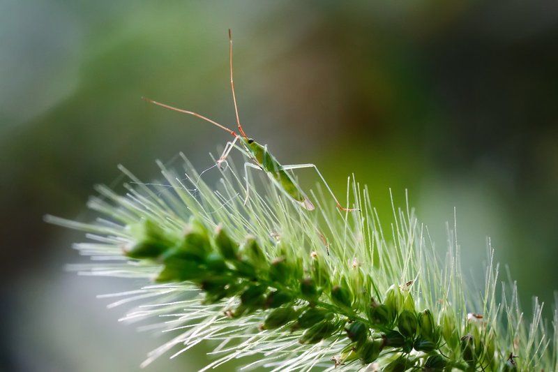 Маленький погонщик колоскаphoto preview
