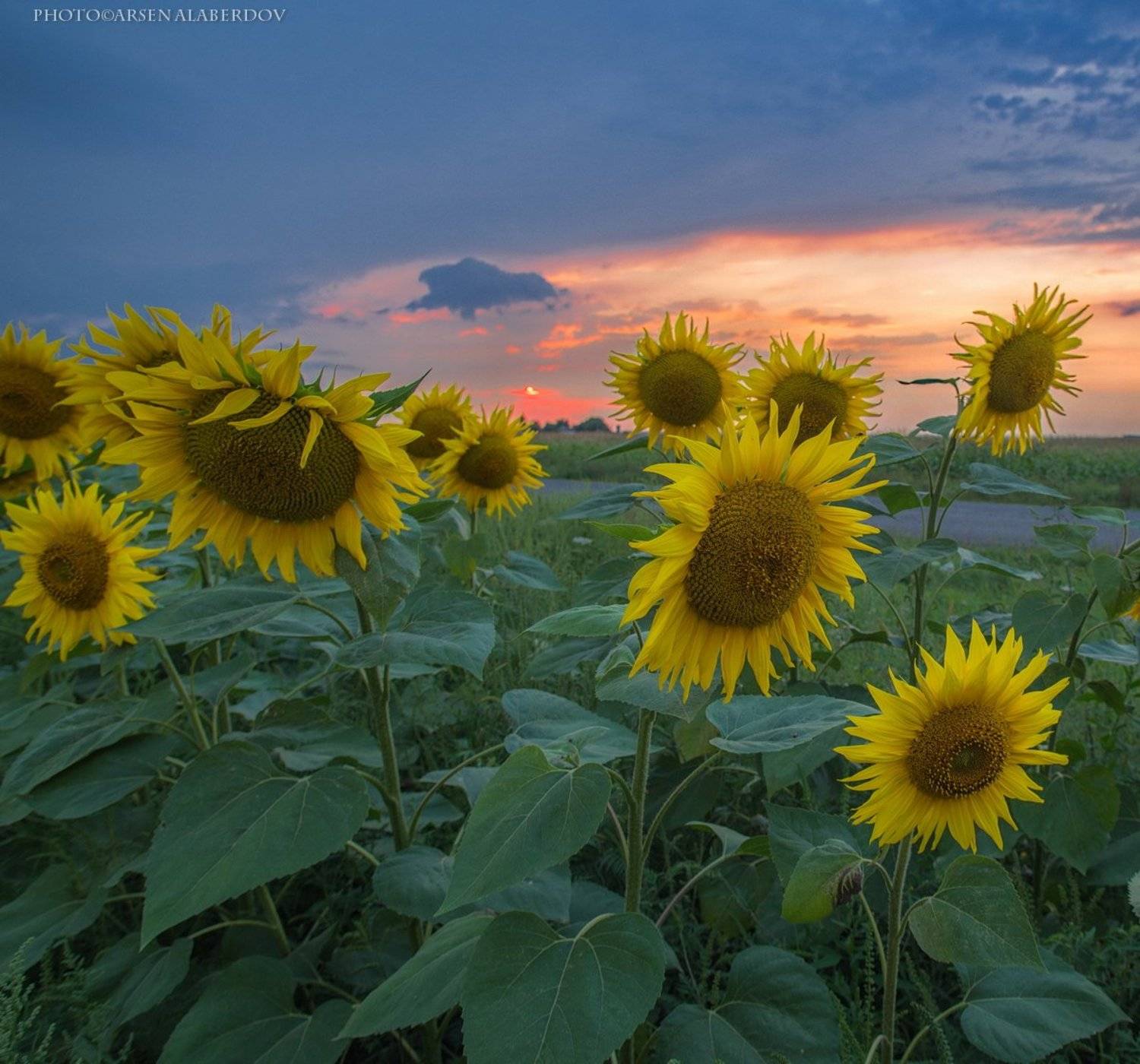 вечер, вечернее небо, закат, карачаево-черкесия, подсолнухи, поле, северный кавказ, цветы, Арсен Алабердов