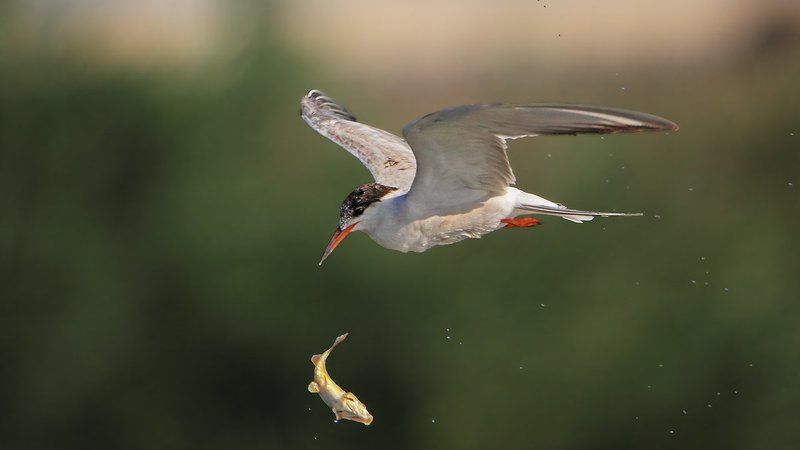 150600, 7d, animals, birds, fish, tern, животные, крачка, охота, рыбы Немного о воздушной акробатике..photo preview