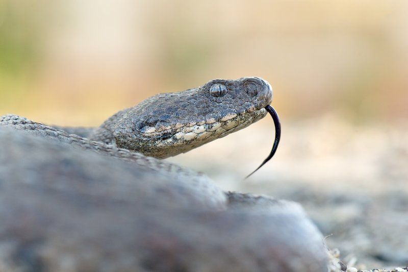 гюрза, змея, россия, природа, рептилия, яд, дагестан, дикая природа, wildlife, nature, snake, venom, russia, macrovipera Смертельная красотаphoto preview