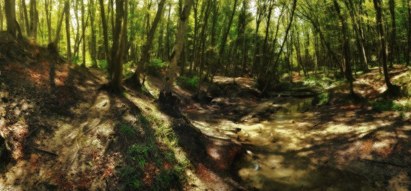 В лесу фото превью