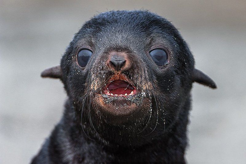 Дикая природа россии, Командорские острова, Северный морской котик, Сергей иванов, Чёрненький Ма-а-а-а-ма-а-а !photo preview