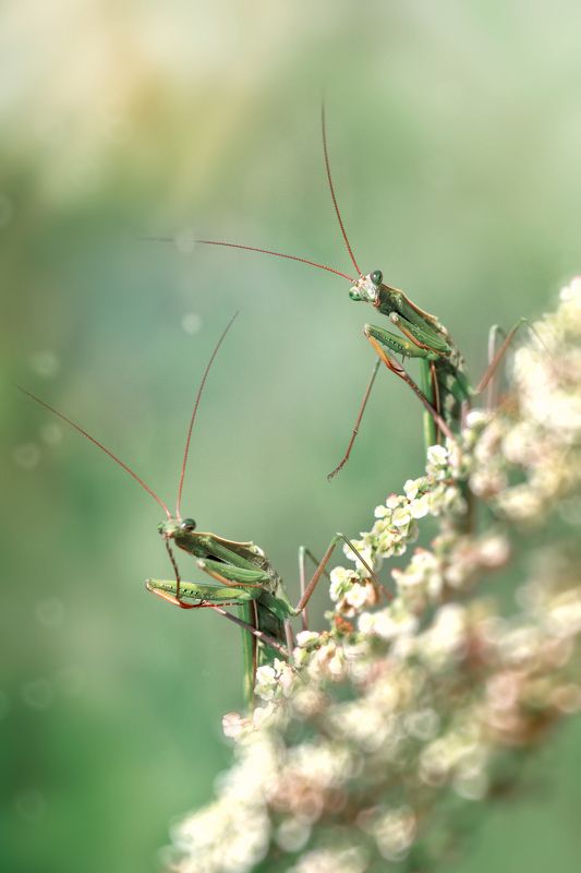 богомол, природа, макро ***photo preview