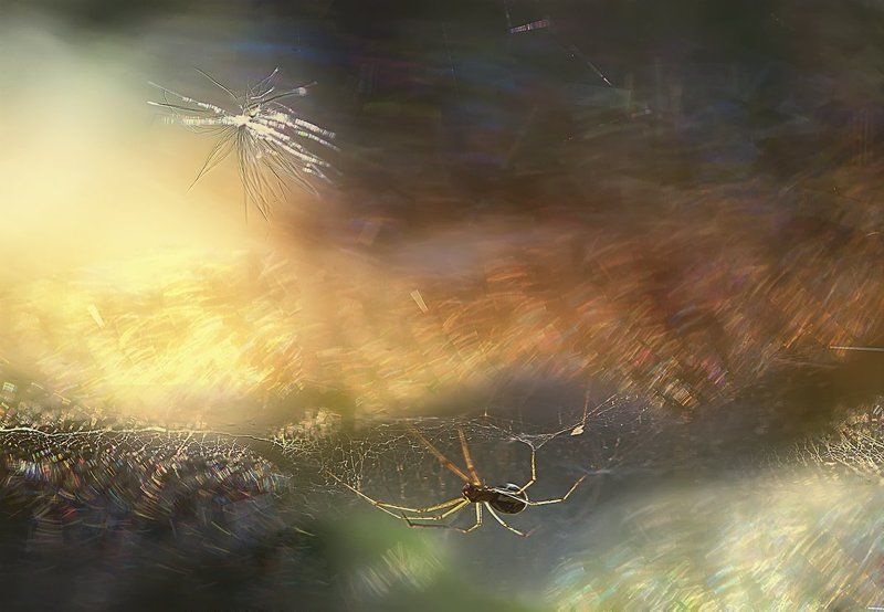 ..поймать солнце..photo preview