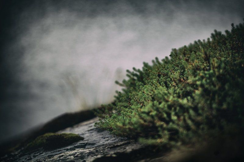 Moreliaphoto preview