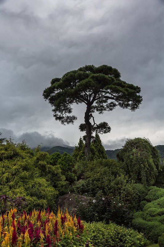 alone pinephoto preview