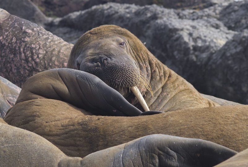 Odobenus rosmarus, Wildlife, Арктика, Атлантический морж, Дикая природа россии, Фотоохота Борьба со сном!..Без шанса на победу)photo preview