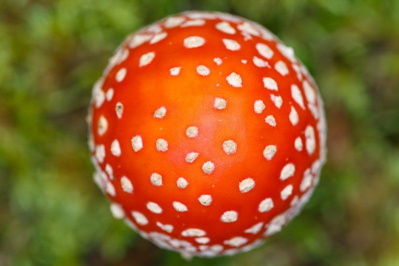 Про мухомор )photo preview