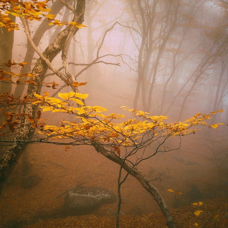 Букетное настроениеphoto preview