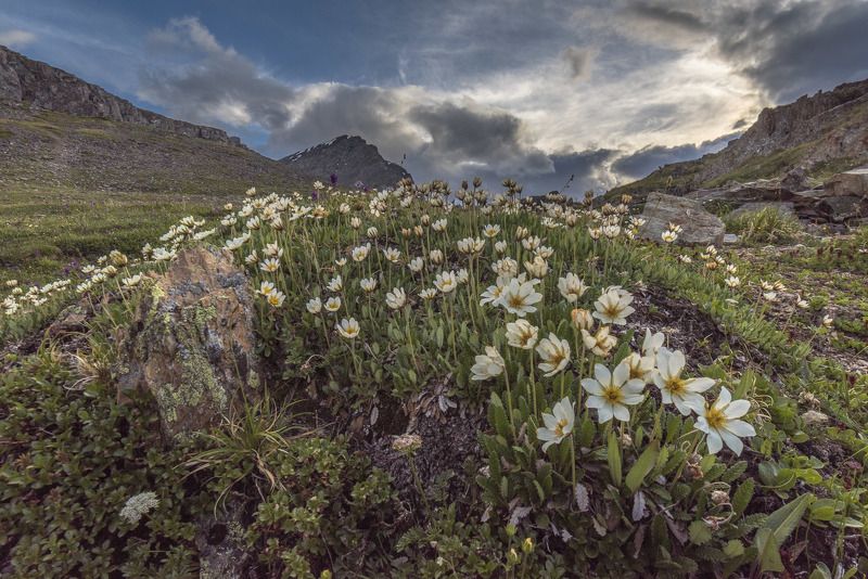 пейзаж, природа, цветы, горы, облака, закат Белые дриадыphoto preview