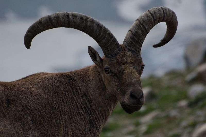 Аксакалphoto preview