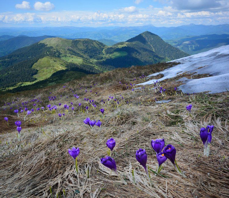 карпаты, крокус, carpaty Среди июньских снегов...photo preview