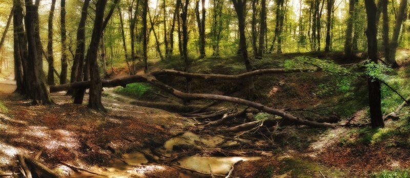 В лесу-3 фото превью