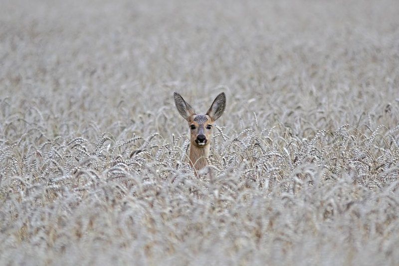 Хлебное местоphoto preview