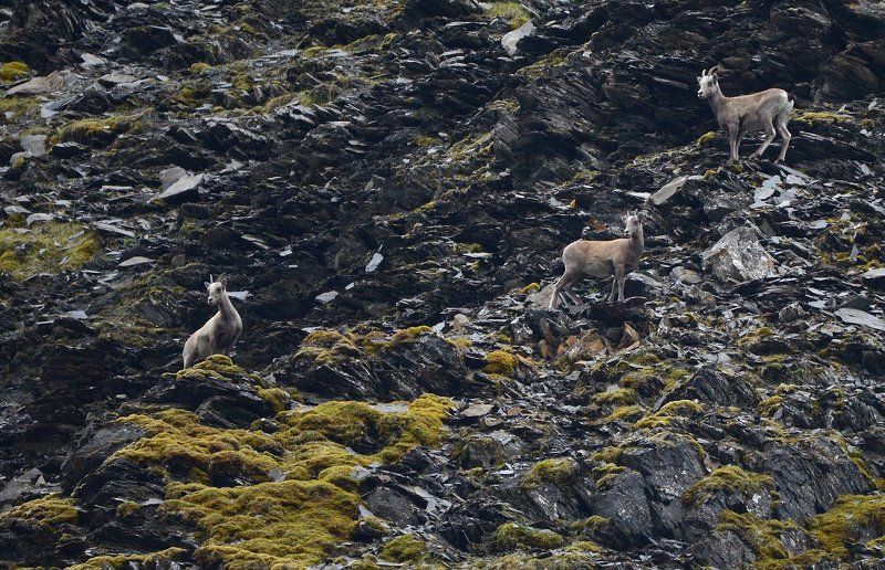 Рысь на охотеphoto preview