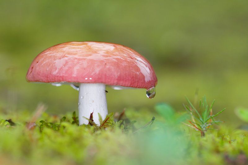 После дождяphoto preview