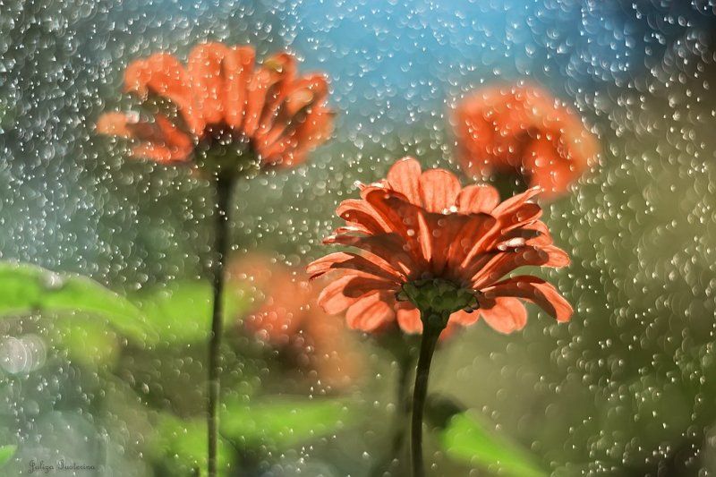 солнечный дождикphoto preview