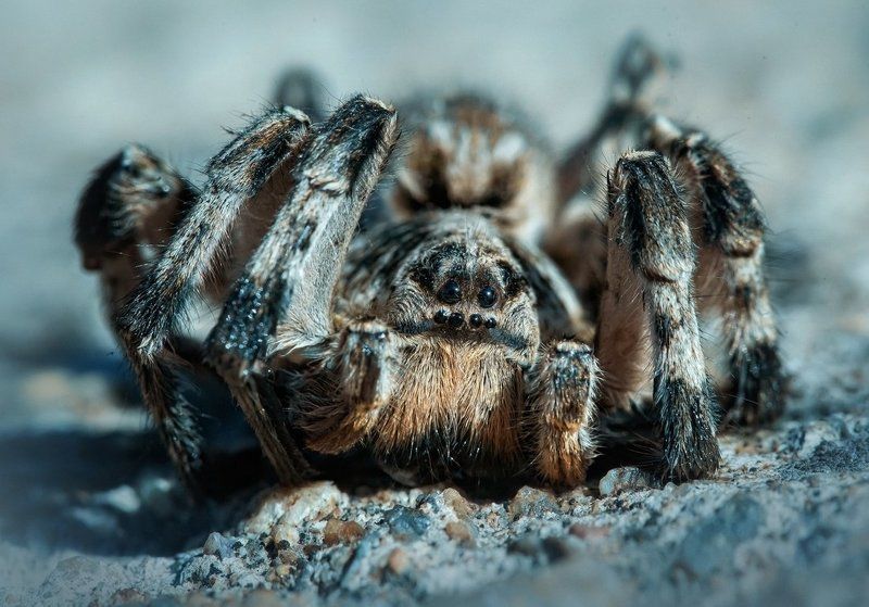 Тарантул Евгенийphoto preview