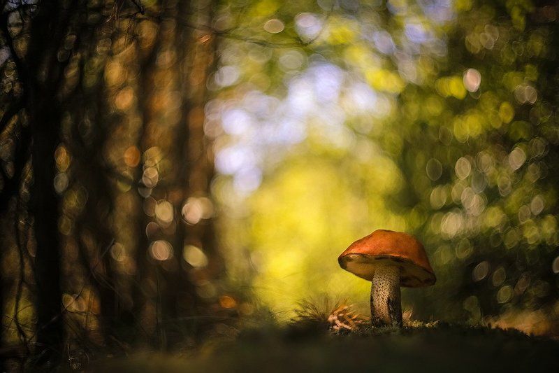 Бравый...photo preview