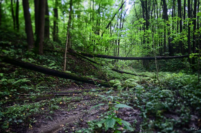 tilt Таинственный лесphoto preview