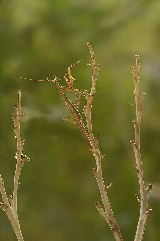 гигиена усовphoto preview