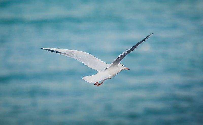 светлогорск раушен калинниград чайки raushen kenigsberg Светлогорские чайкиphoto preview