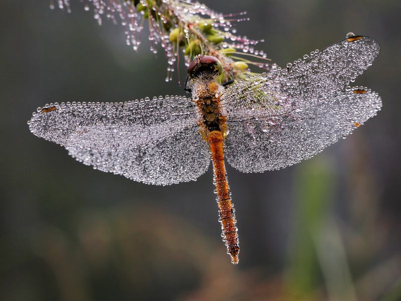 утро, стрекоза, роса, хрусталь Хрустальнаяphoto preview