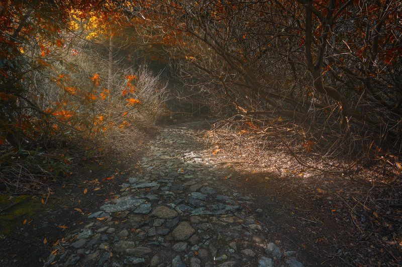 Дорога в рыжий лес!photo preview