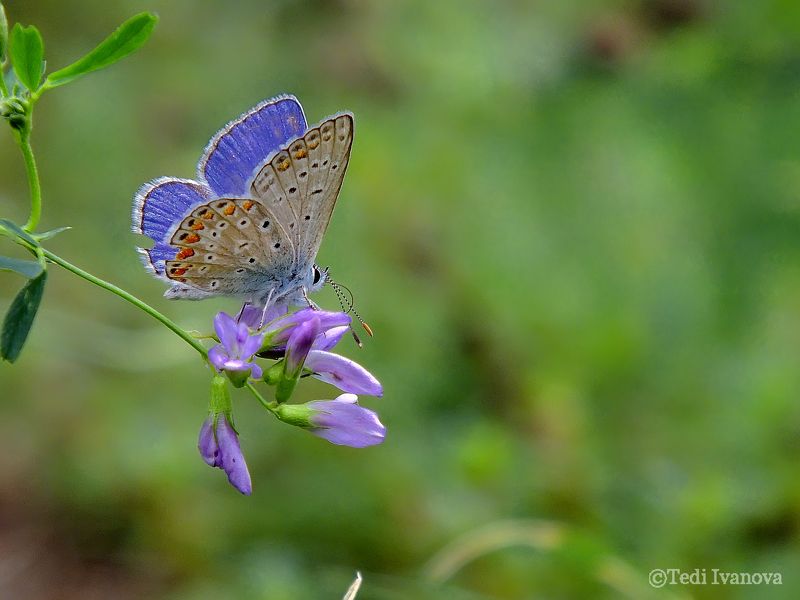 macro  Бабочкаphoto preview