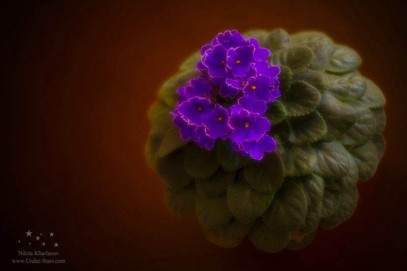 фиалка, цветок, цвет, фиолетовый, листья, зеленый, коричневый Фиалкаphoto preview