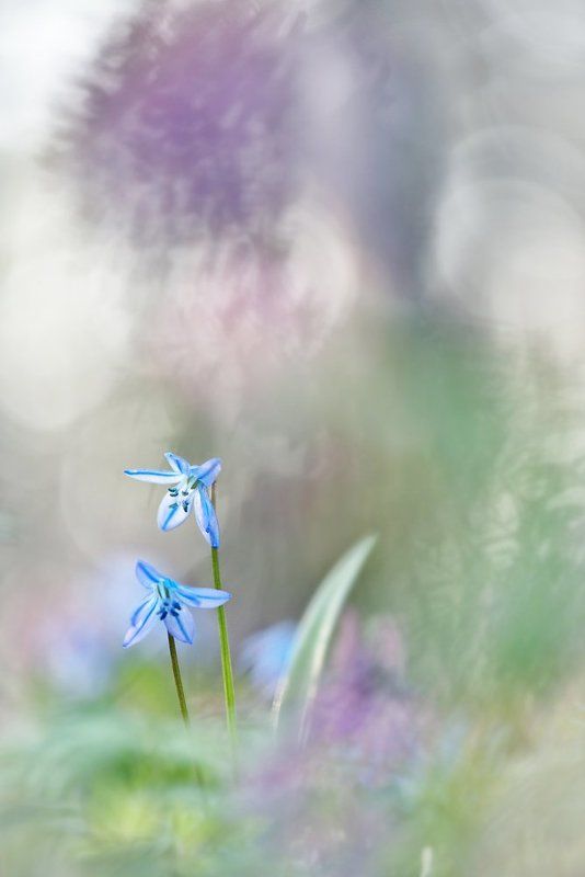 Акварельные пролескиphoto preview