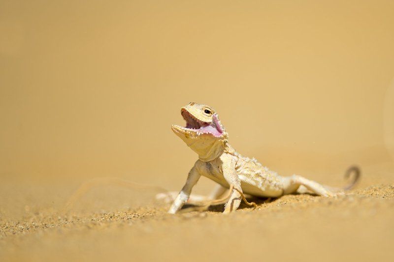 ящерицы, круглоголовки, пустыня, дагестан, россия, дикая природа, lizard, russia, wildlife, desert, nature, macro  Пустынные собачкиphoto preview