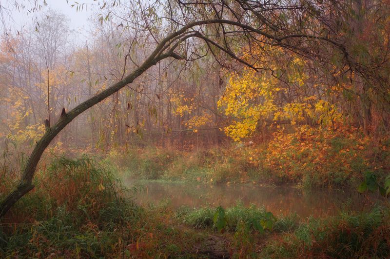 Сходня Куркино Осень на рекеphoto preview