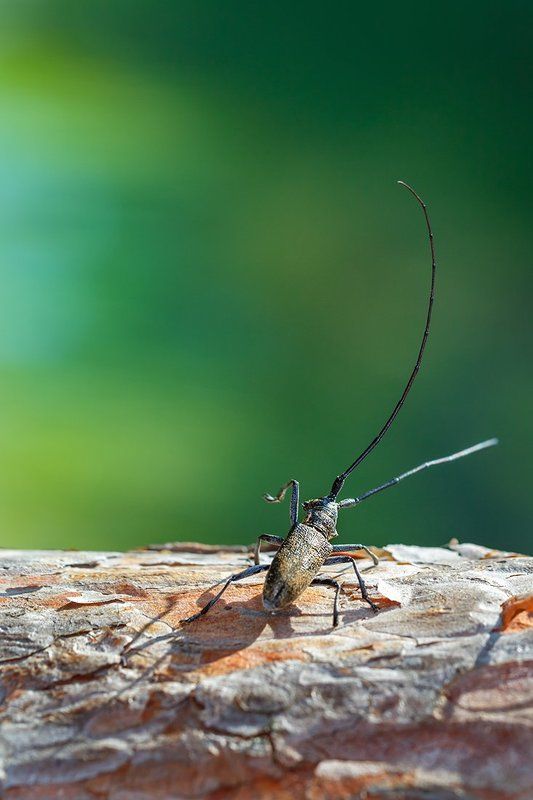 Испугалсяphoto preview