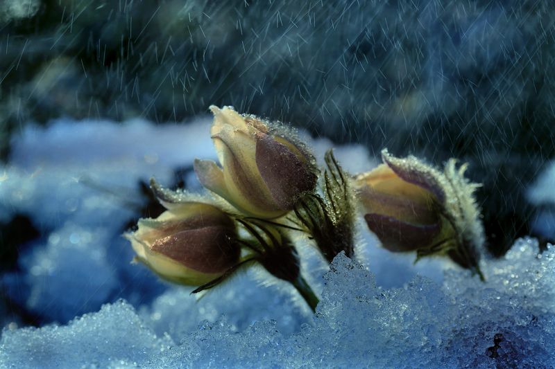 Весна, Дождь, Снег, Цветы Первый весенний дождик фото превью