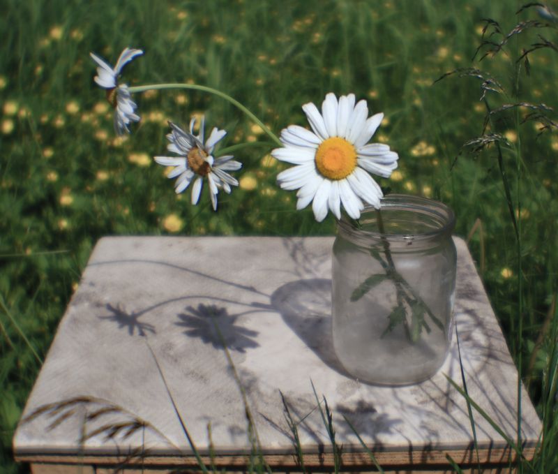 ромашки, лето, цветы, солнце, натюрморт Ромашкиphoto preview