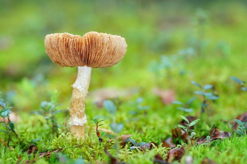 Не все то золото )photo preview