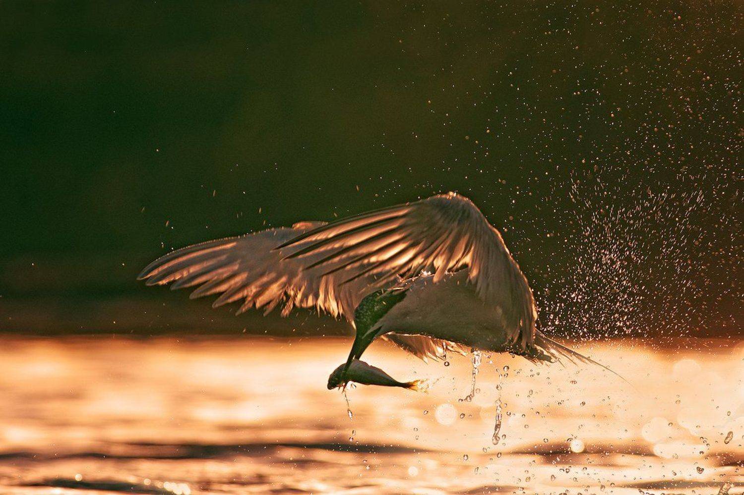 пестроносая крачка, гривеста рибарка, Евгени Стефанов
