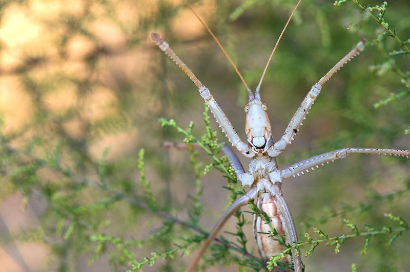 дыбка, сага, макро, кузнечик, насекомое, россия, дикая природа, дагестан, russia, saga, insect, macro, nature, russia, wildlife Степной монстрphoto preview