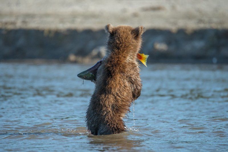 Дикая природа, Дикая природа россии, Камчатка, Курильское озеро, Медведь, Медвежонок, Охота, Фотоохота Юный рыбакphoto preview
